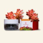 2Hr Aquarist APT Jazz Plant Fertiliser Capsules