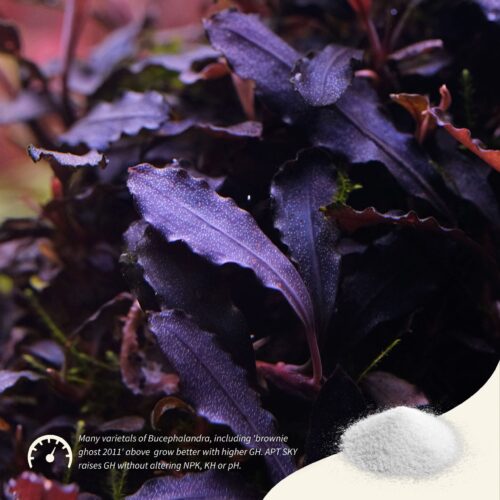 2Hr Aquarist APT SKY - Image 4