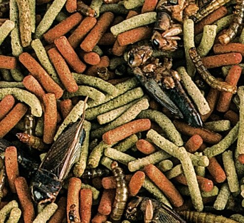 Tropical – Reptile Carnivore - Image 2