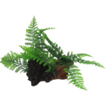Amazon Jungle -Twin Fern on Log