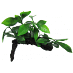 Amazon Jungle -  Aphilia On Log