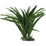 African Sword Plant 25cm
