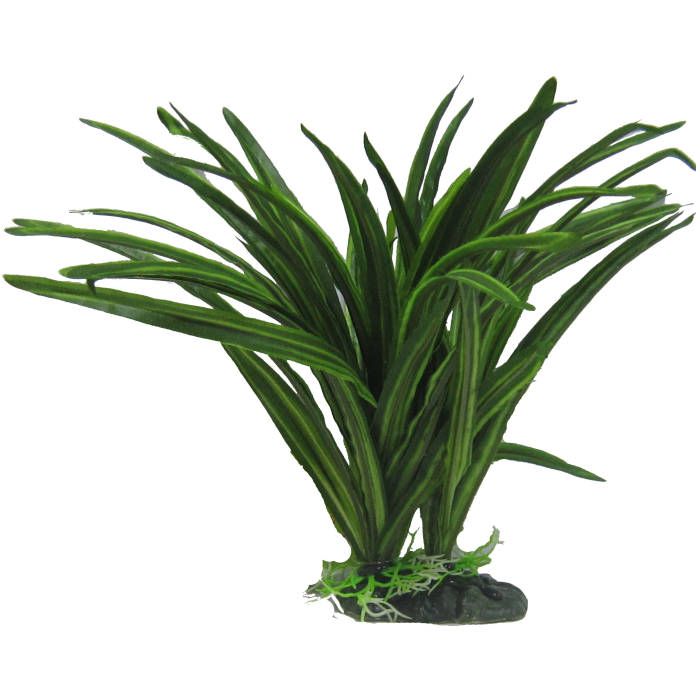 CPP41_3 African Sword Plant 25cm - Image 1
