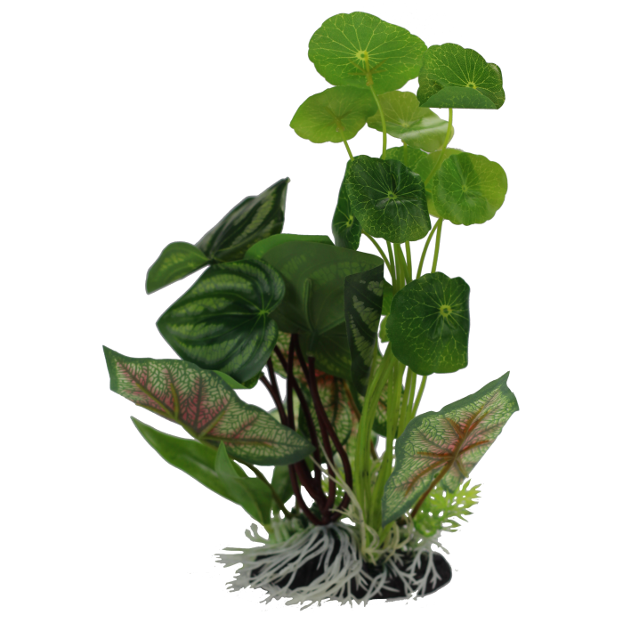 CPP46_1 Pennywort/Flame Spathiophylym Display 28cm - Image 1