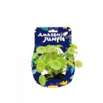 Amazon Jungle Plants 10-12cm - Image 5