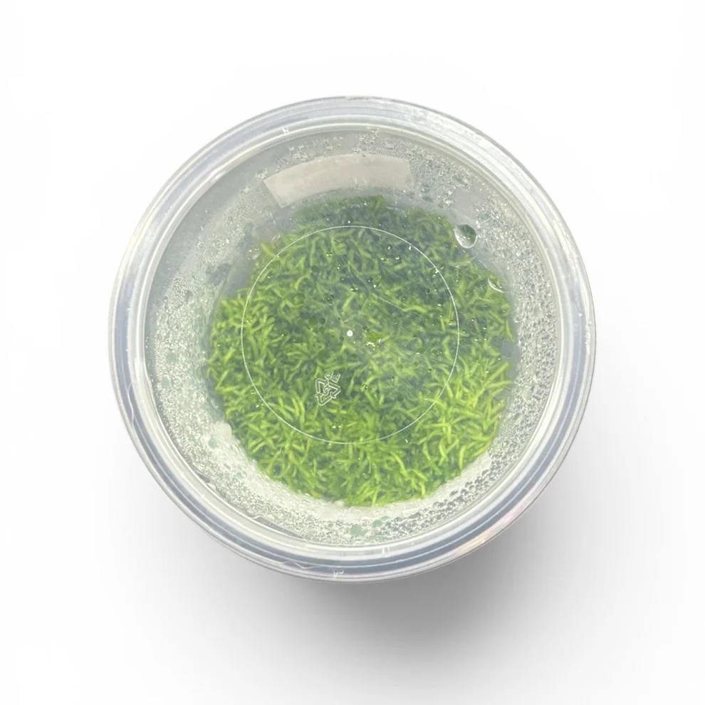 Tissue Culture - Riccia fluitans