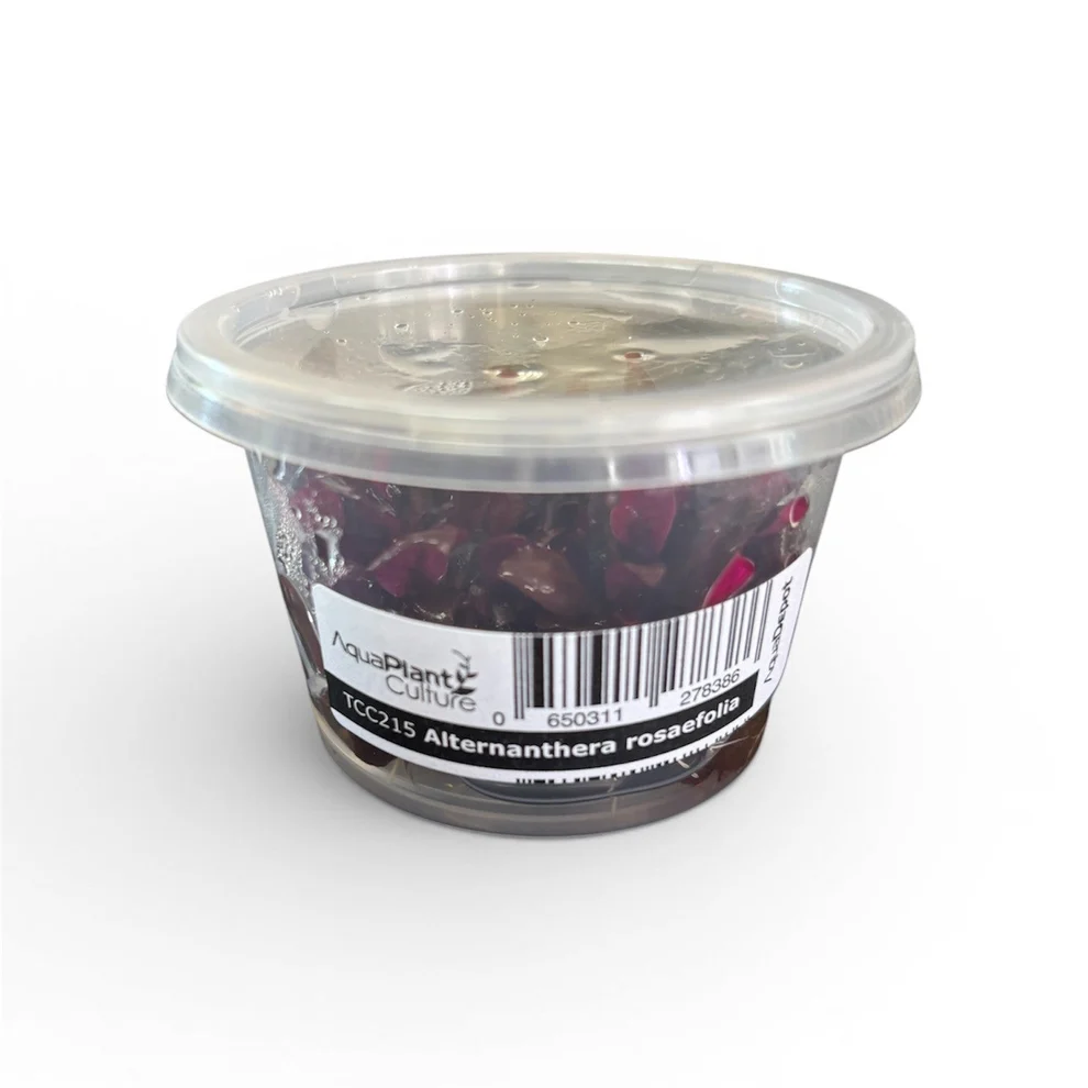 Rosafolia Tissue Culture - Alternanthera rosaefolia - Image 1