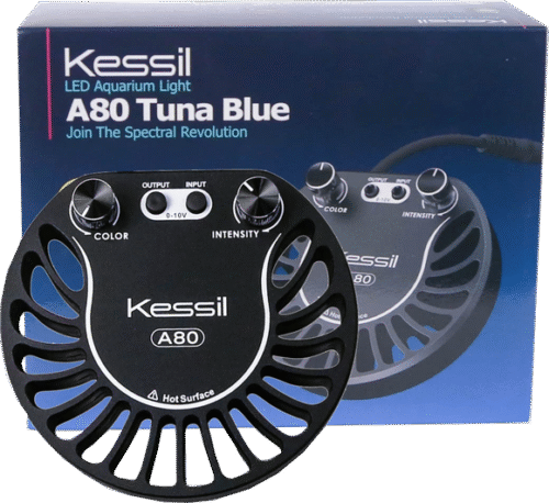 Kessil A80 Tuna Blue
