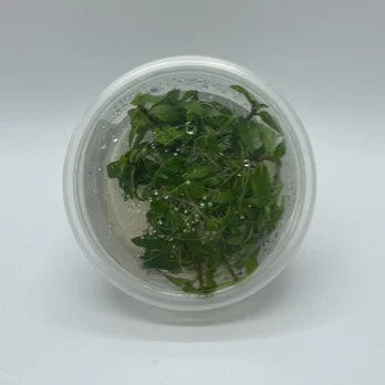 Tissue Culture - Staurogyne repens