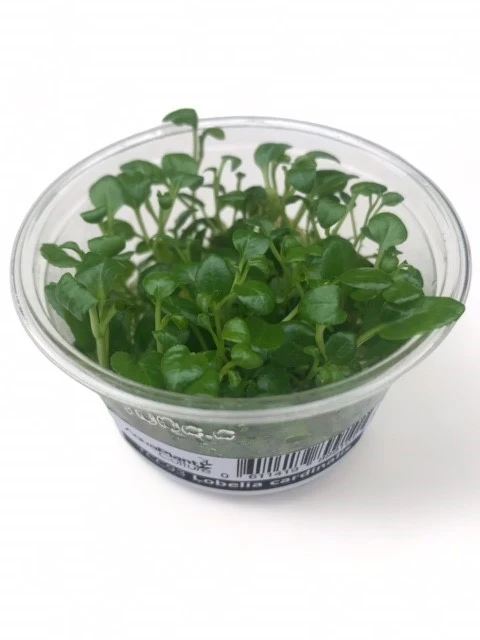 Tissue Culture - Lobelia cardinalis