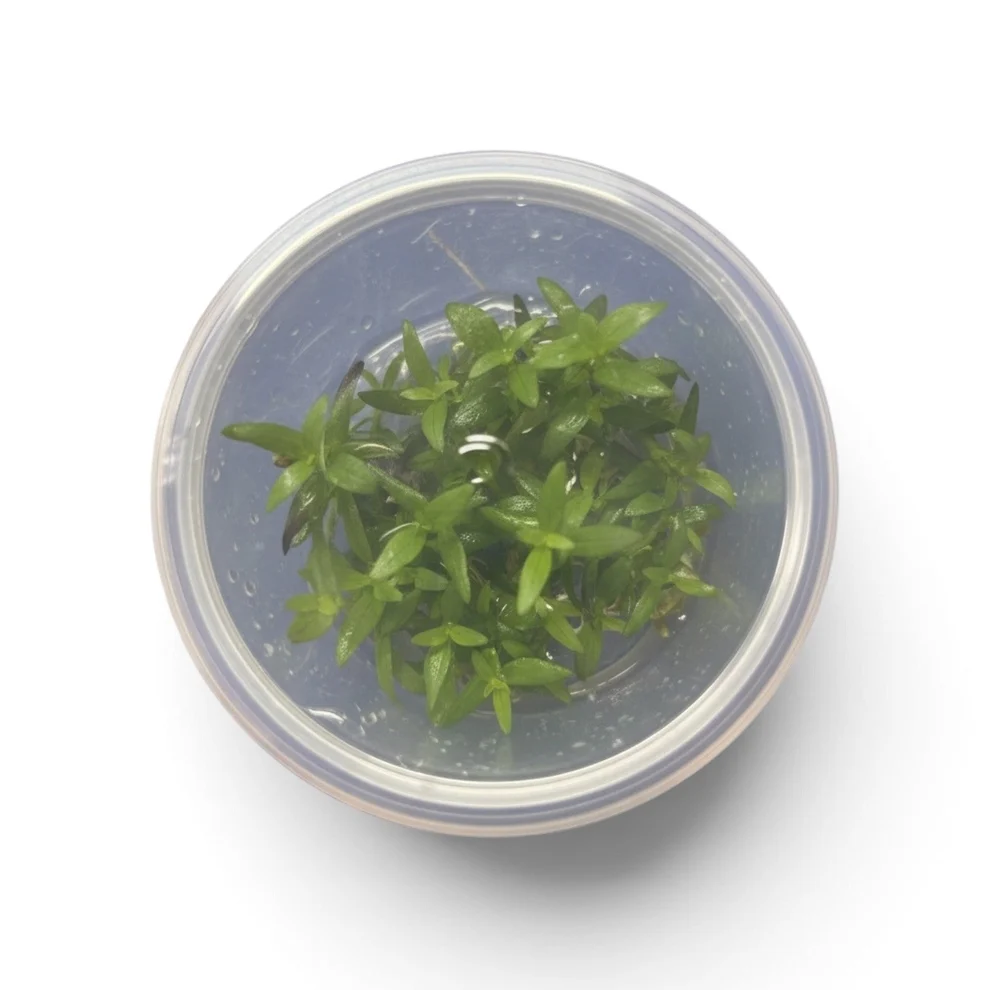 bacopapurple Tissue Culture - Bacopa salzmannii 'Purple' - Image 1