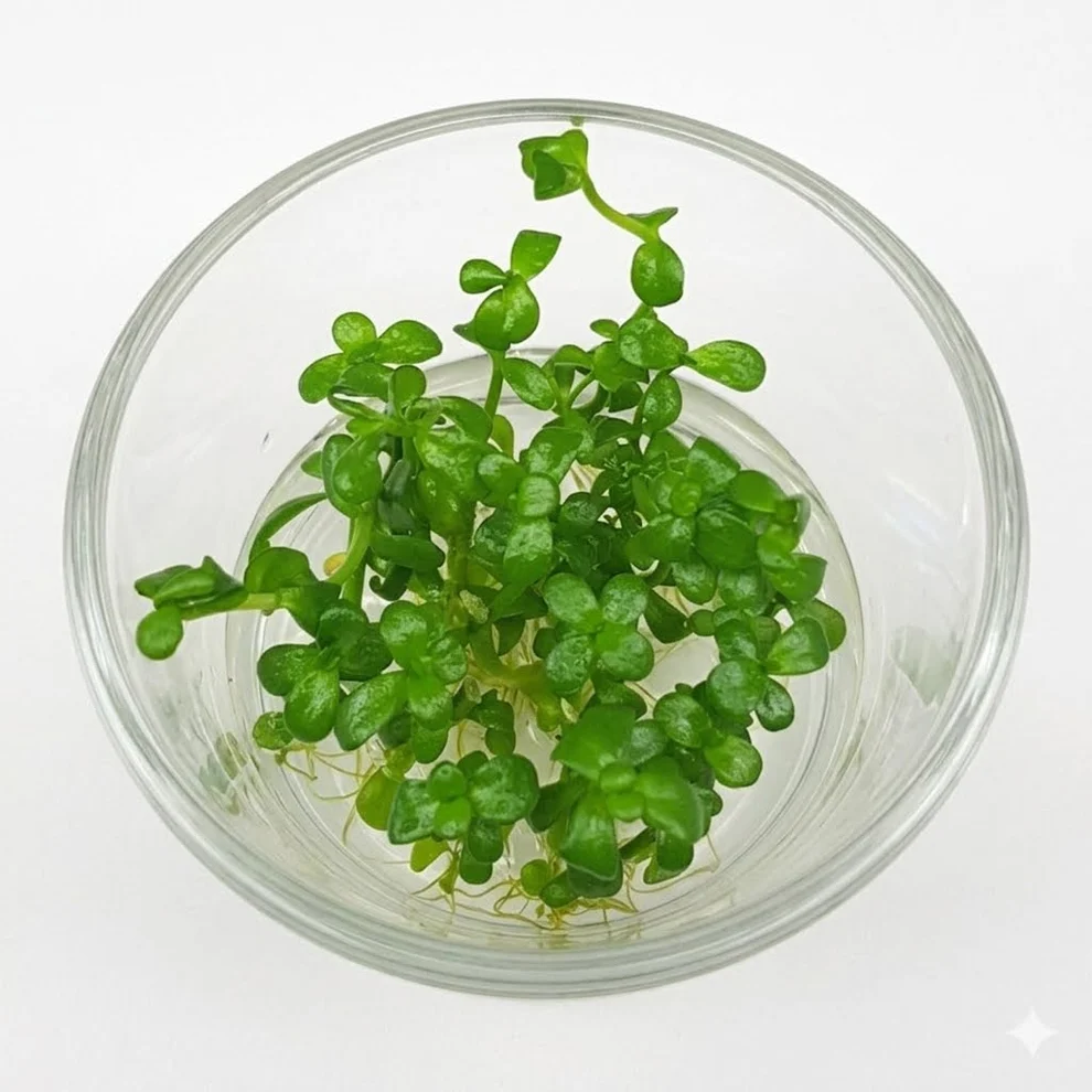 Tissue Culture - Bacopa monnieri