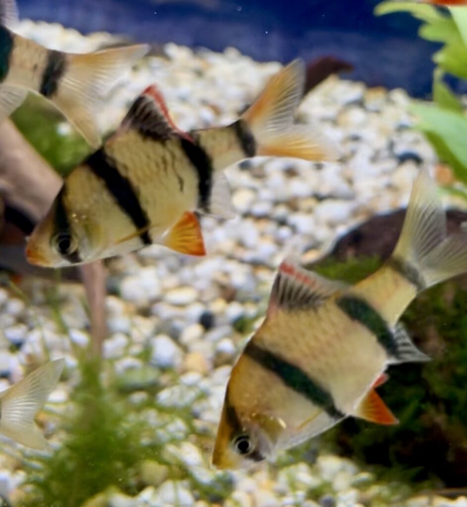 Barbs - Aquarium Store Melbourne | Marine & Accessories | Corals ...