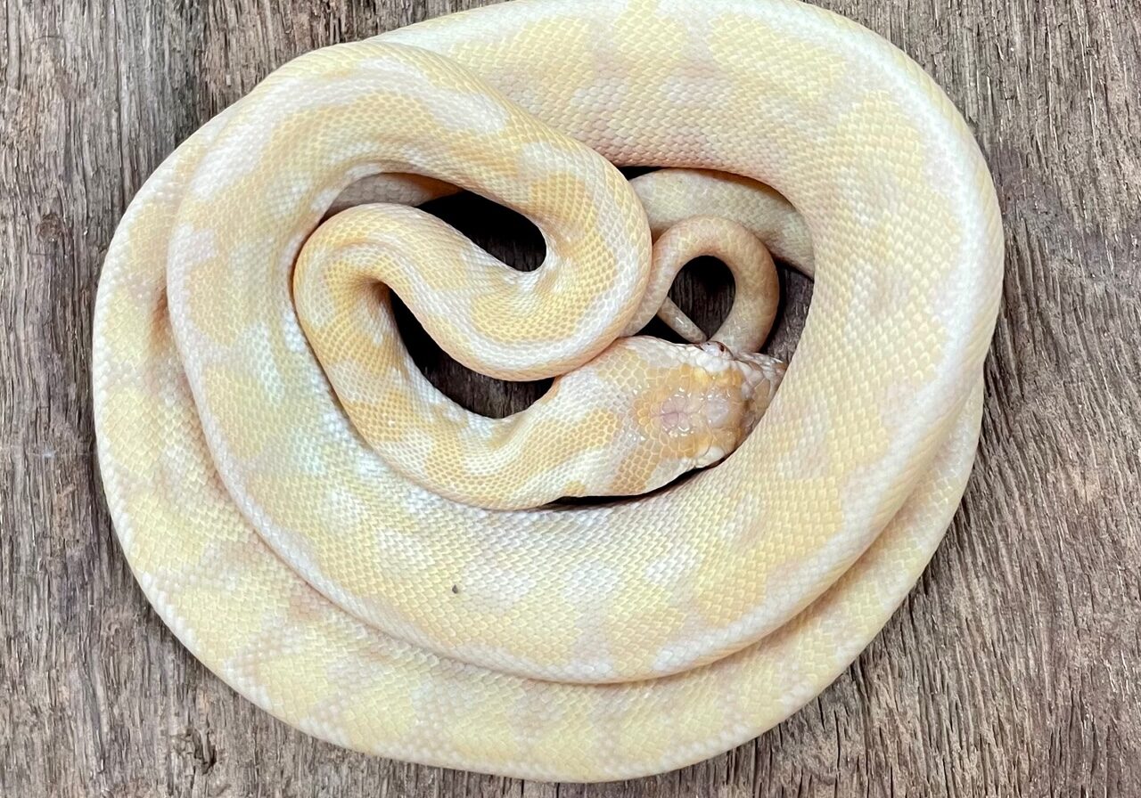 albino darwin 2