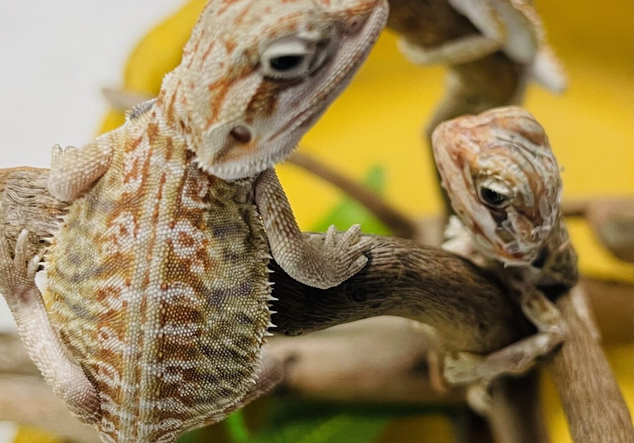 dragon3