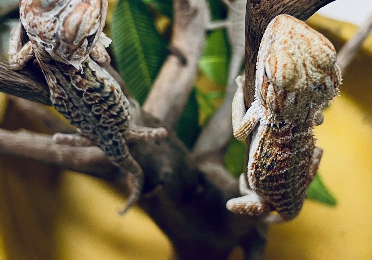 dragon4