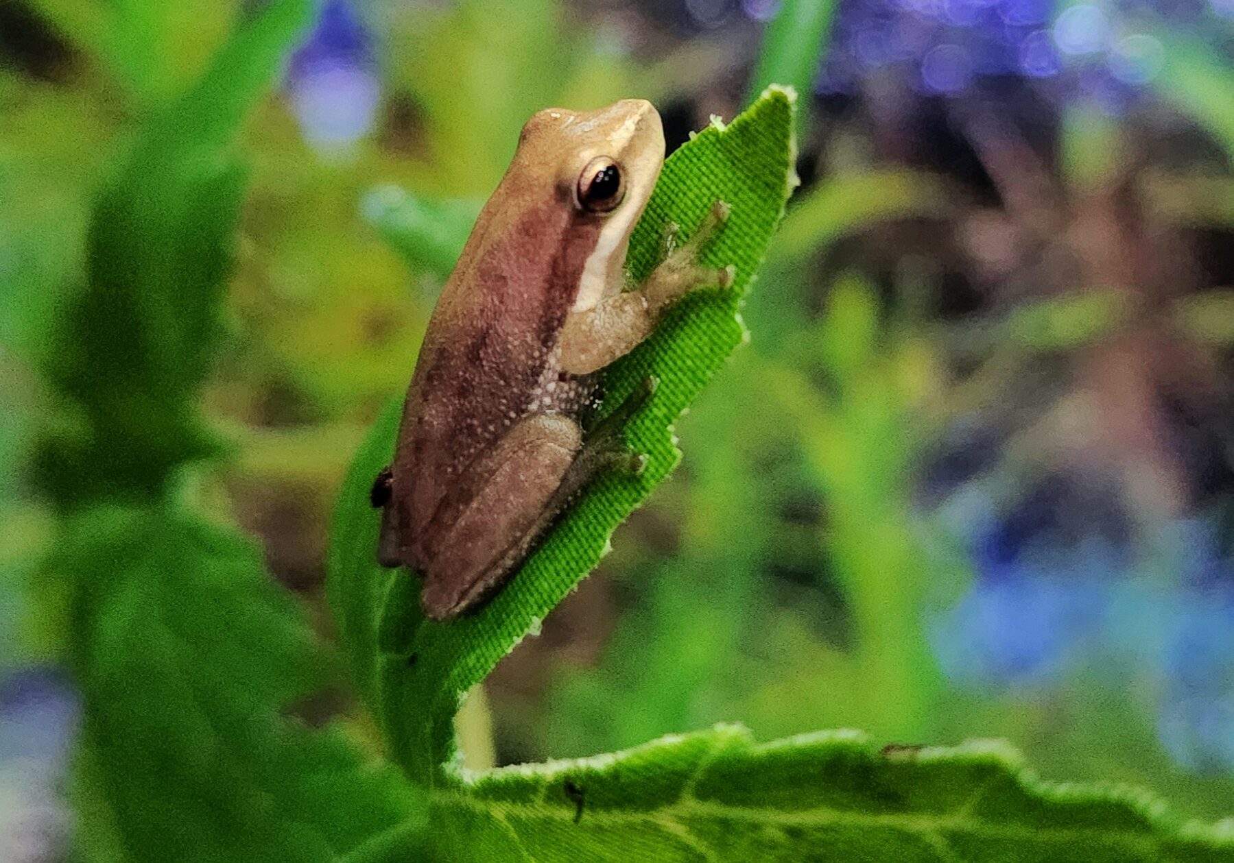eastern dwarf