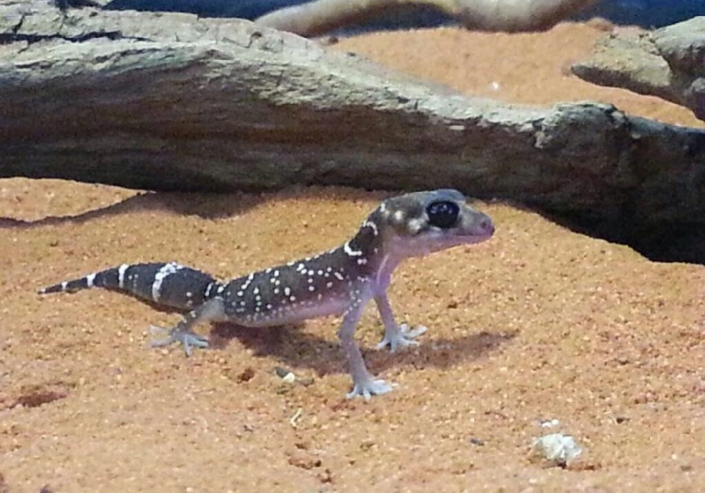 Thicktail Gecko -$110 