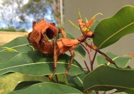 stick-insects