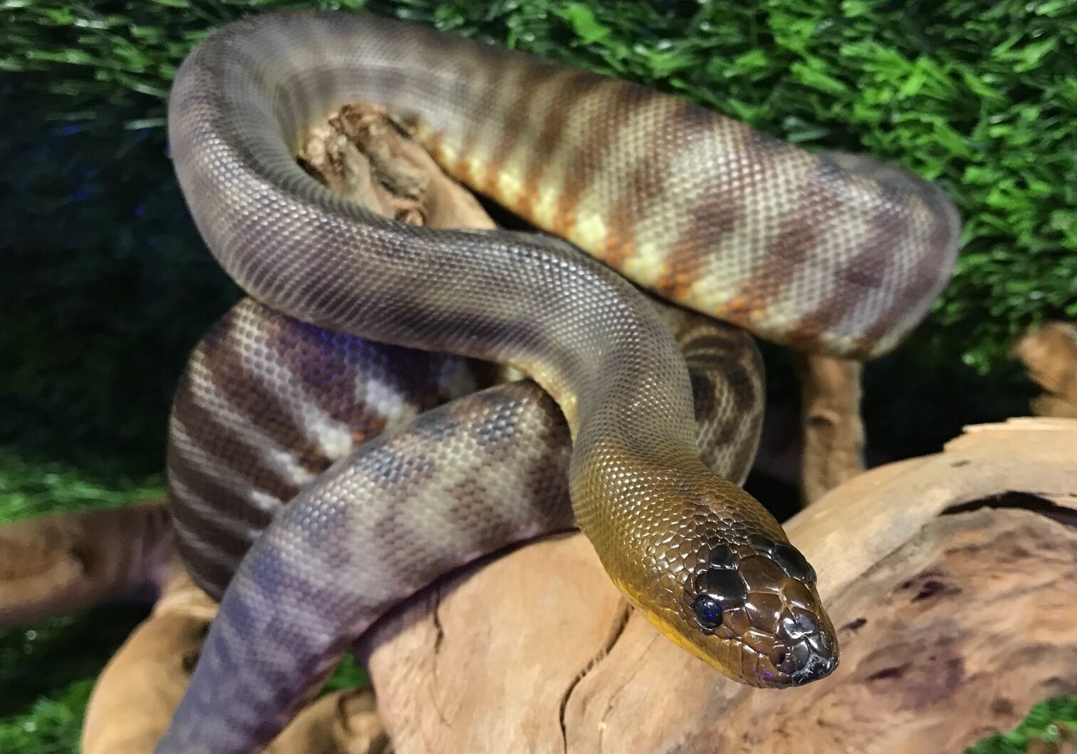 tanamiwoma