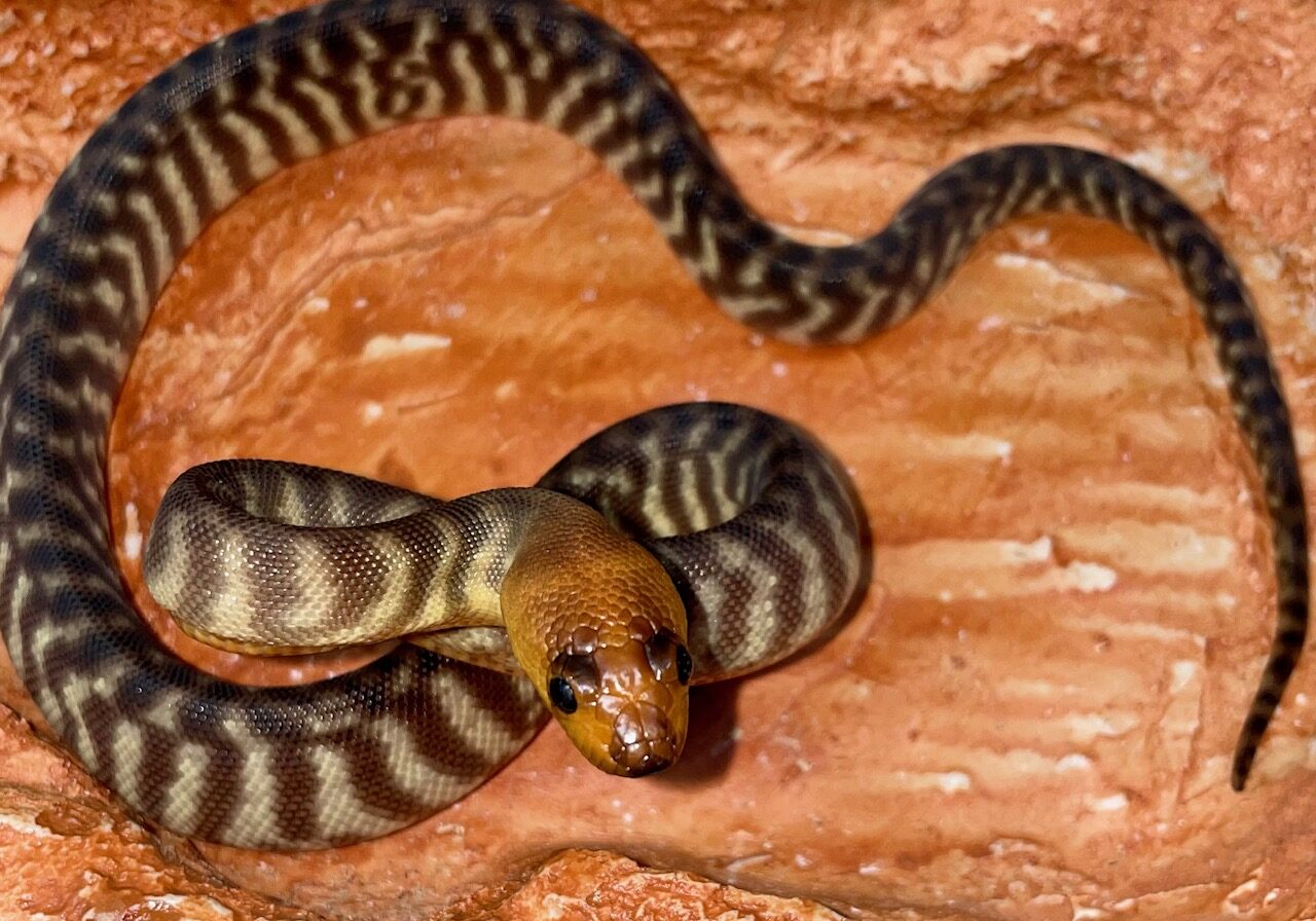woma