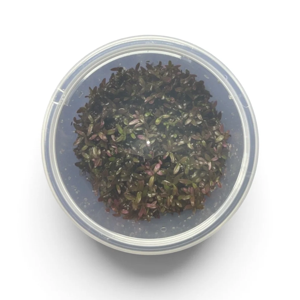 bloodii Tissue Culture -Rotala rotundifolia 'Blood Red' - Image 1