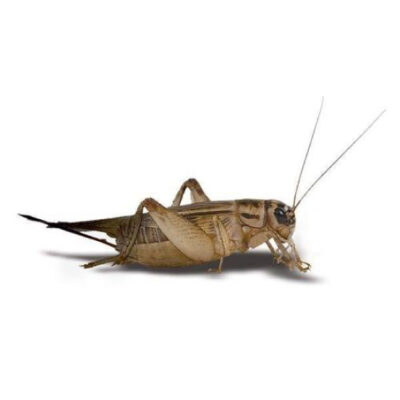 Live Food - Crickets