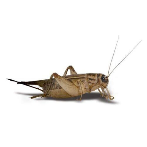 Live Food - Crickets