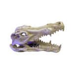 Croc Skull