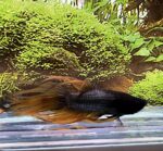 Crowntail Betta/Siamese Fighting Fish - Image 3