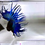 Crowntail Betta/Siamese Fighting Fish - Image 4