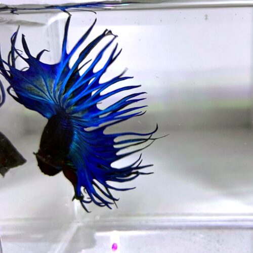 Crowntail Betta/Siamese Fighting Fish - Image 4
