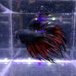 Crowntail Betta/Siamese Fighting Fish - Image 2