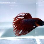Crowntail Betta/Siamese Fighting Fish
