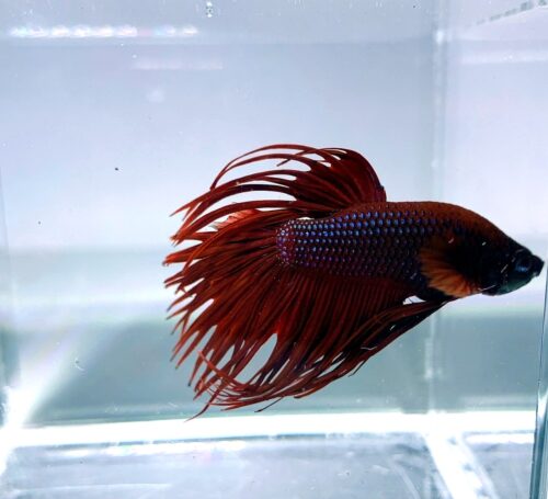 Crowntail Betta/Siamese Fighting Fish