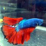 Dragon Betta/Siamese Fighting Fish