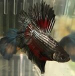Dragon Betta/Siamese Fighting Fish - Image 2