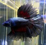 Halfmoon Betta/Siamese Fighting Fish - Image 2