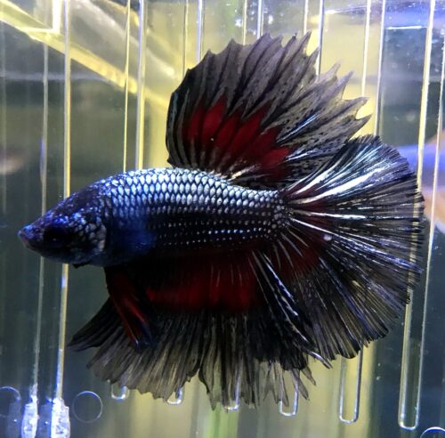 Dragon Betta/Siamese Fighting Fish - Image 3