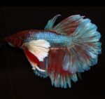 Dumbo Ear Betta/Siamese Fighting Fish