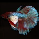 Dumbo Ear Betta/Siamese Fighting Fish