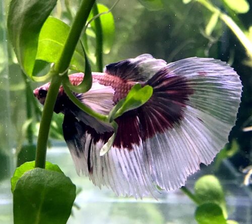 Dumbo Ear Betta/Siamese Fighting Fish - Image 2