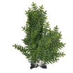 Upright Fern