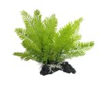 Filmy Fern On Rock