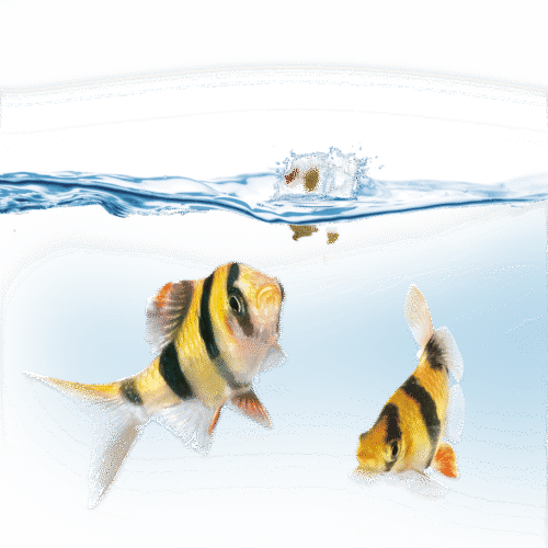 Juwel Easy Feed Feeder - Image 3