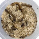 Mealworms Giant - Live Food