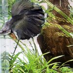 Halfmoon Betta/Siamese Fighting Fish
