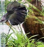 Halfmoon Betta/Siamese Fighting Fish