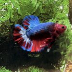 Plakat Betta/Siamese Fighting Fish