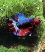 Plakat Betta/Siamese Fighting Fish